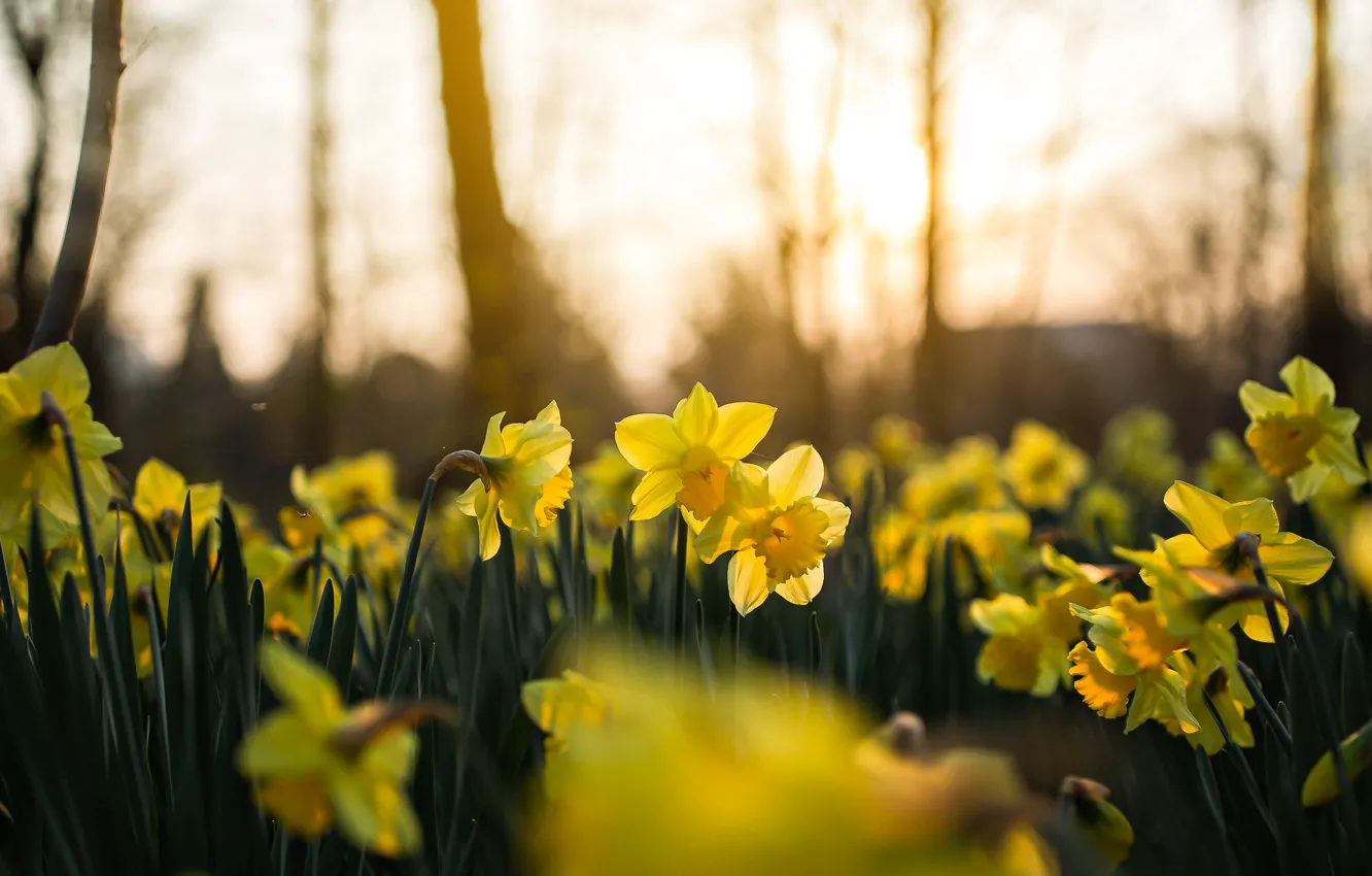 Photo wallpaper flowers, yellow, spring, daffodils