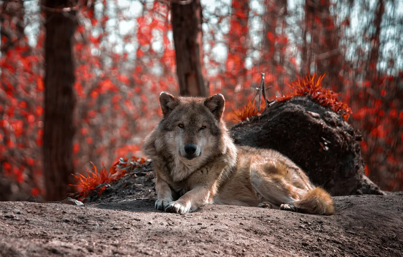 Photo wallpaper stones, lies, grey, wolf, trees, autumn, forest
