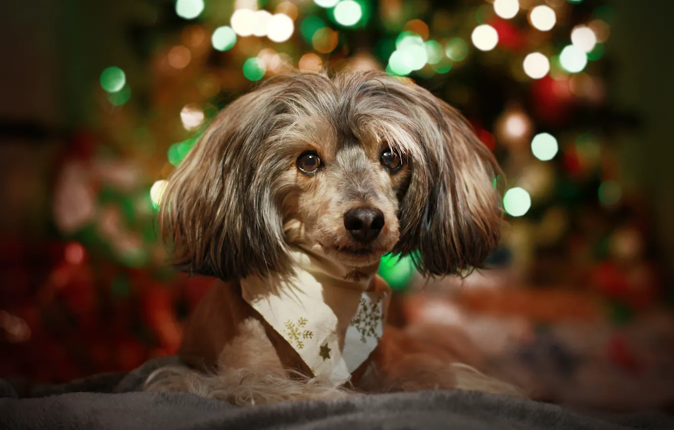 Photo wallpaper look, light, snowflakes, lights, glare, new year, portrait, dog