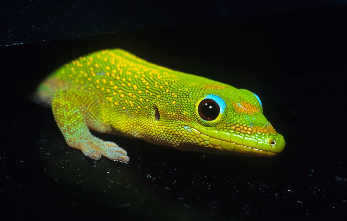 Photo wallpaper lizard, black background, Gecko. green