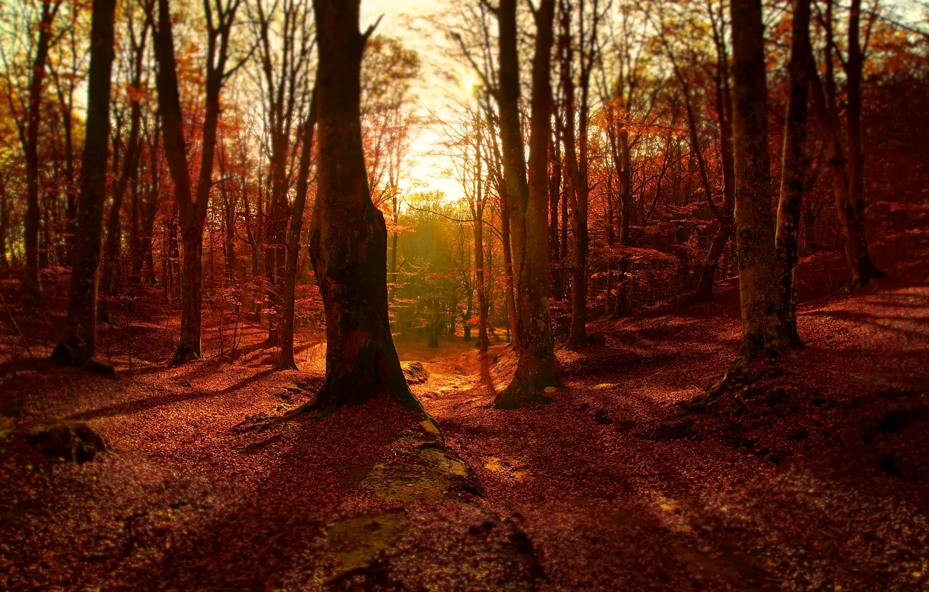 Photo wallpaper autumn, forest, foliage, colors, forest, autumn, leaves, fall