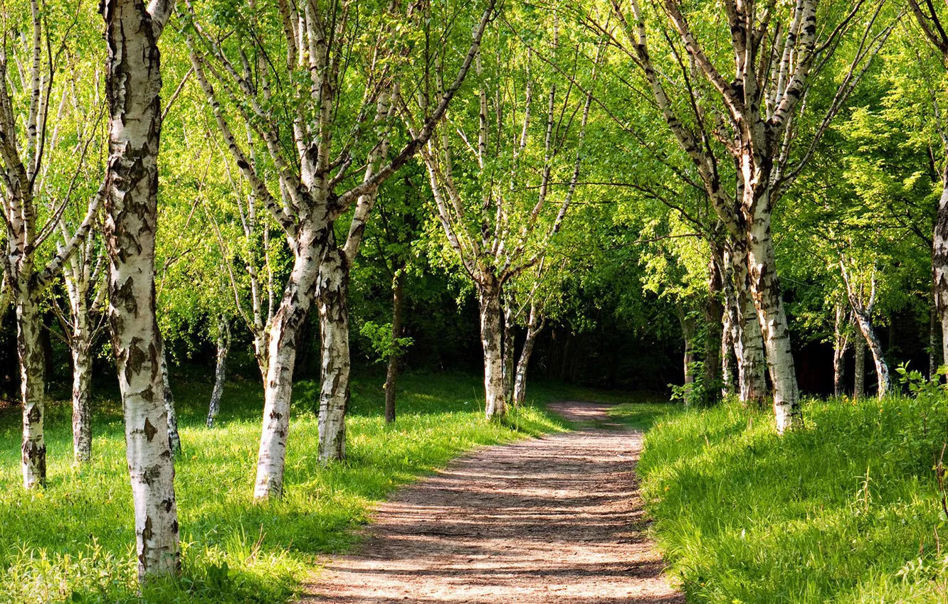 Photo wallpaper greens, summer, freshness, nature, purity, track, alley, birch