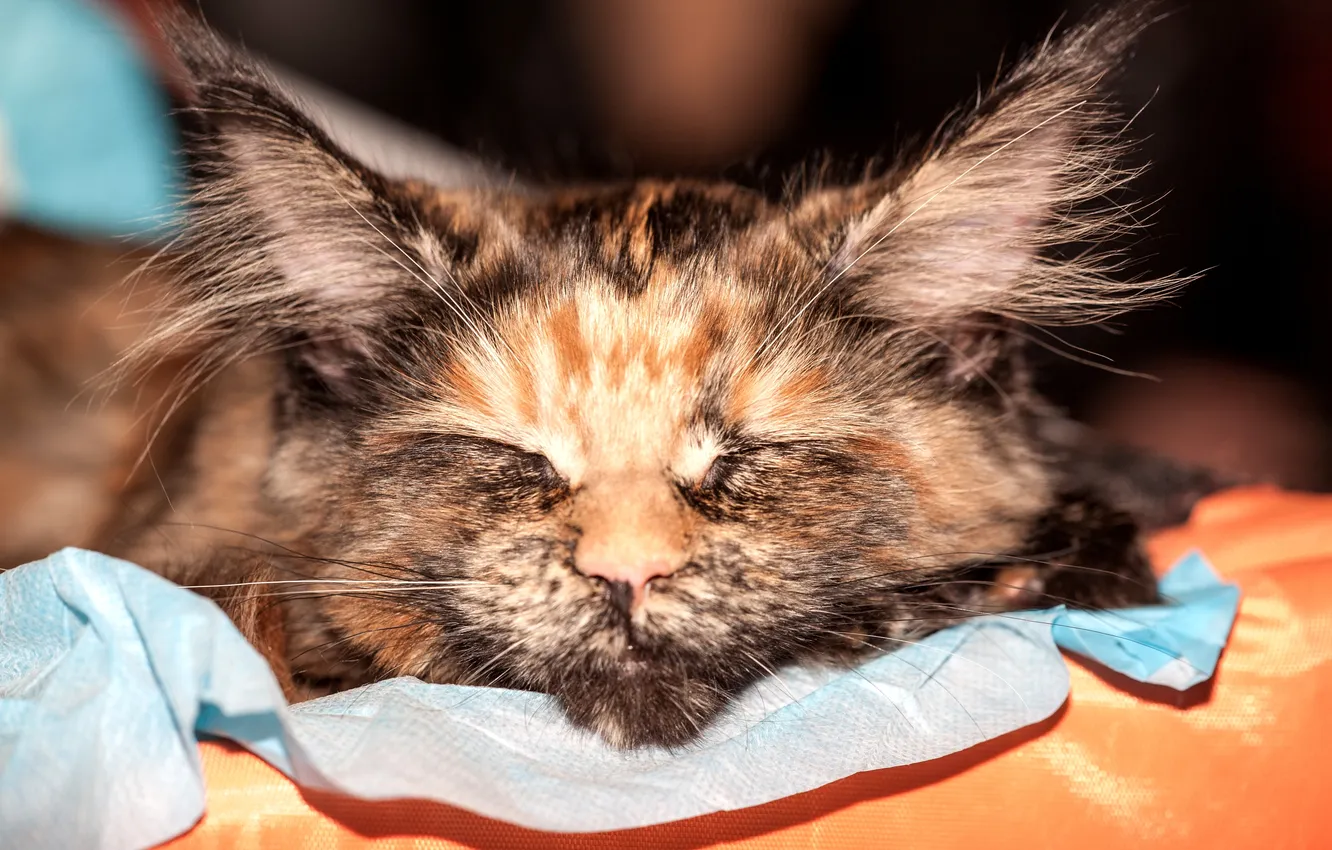 Photo wallpaper cat, background, sleep, color, tricolor, fold, blur., Scottish