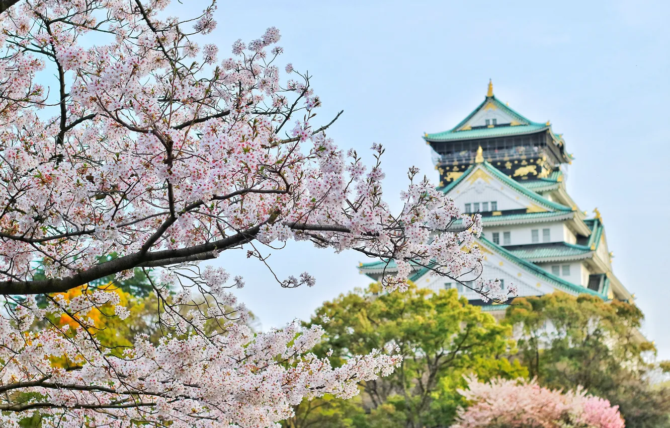 Photo wallpaper temple, structure, cherry blossoms, Bagus Pangestu, japanese architecture