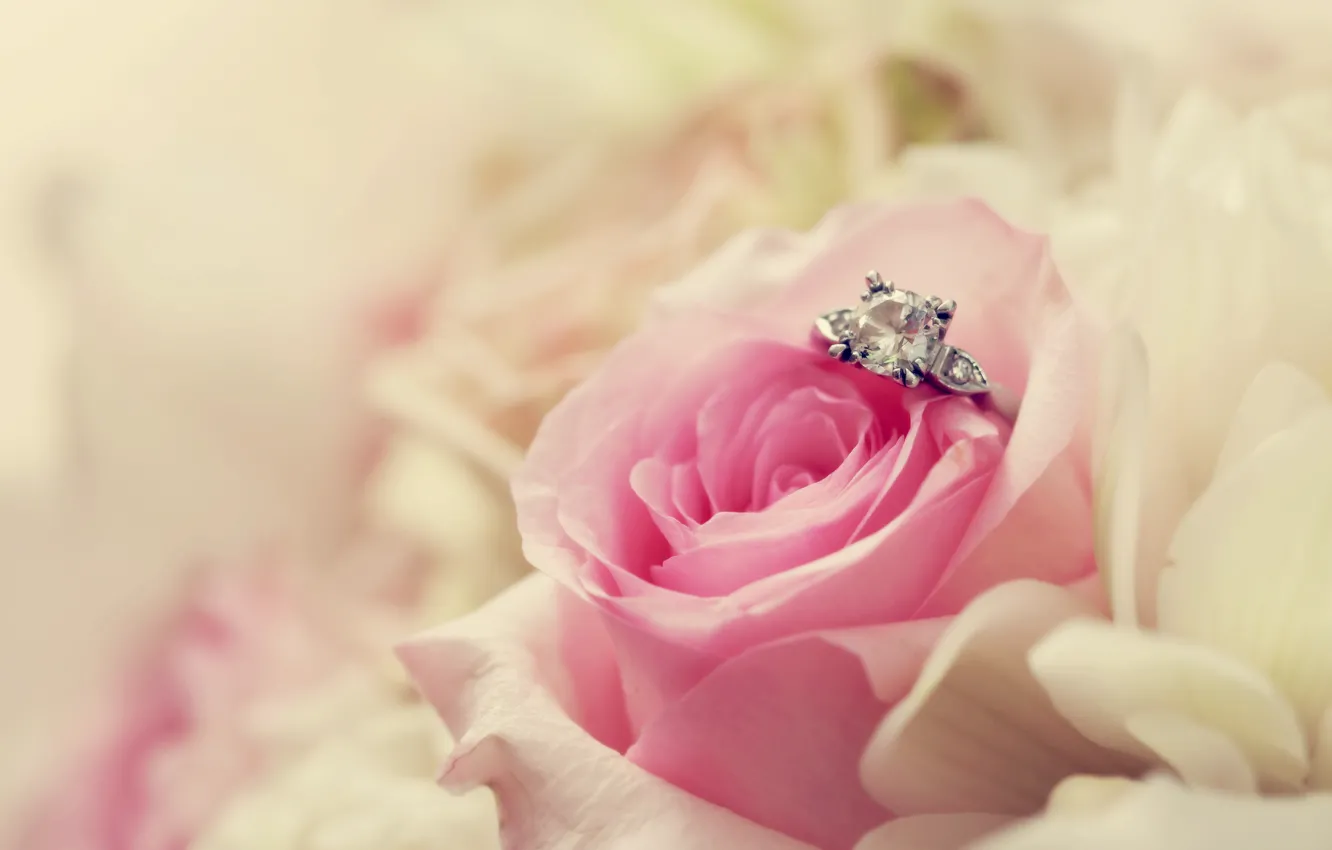 Photo wallpaper macro, flowers, roses, ring, pink