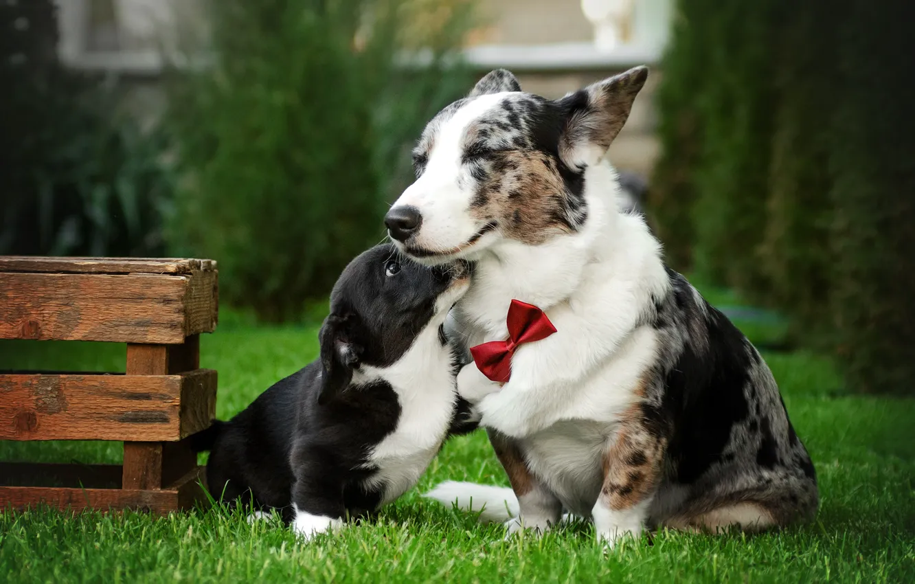 Photo wallpaper grass, smile, lawn, dog, puppy, box, face, bow tie