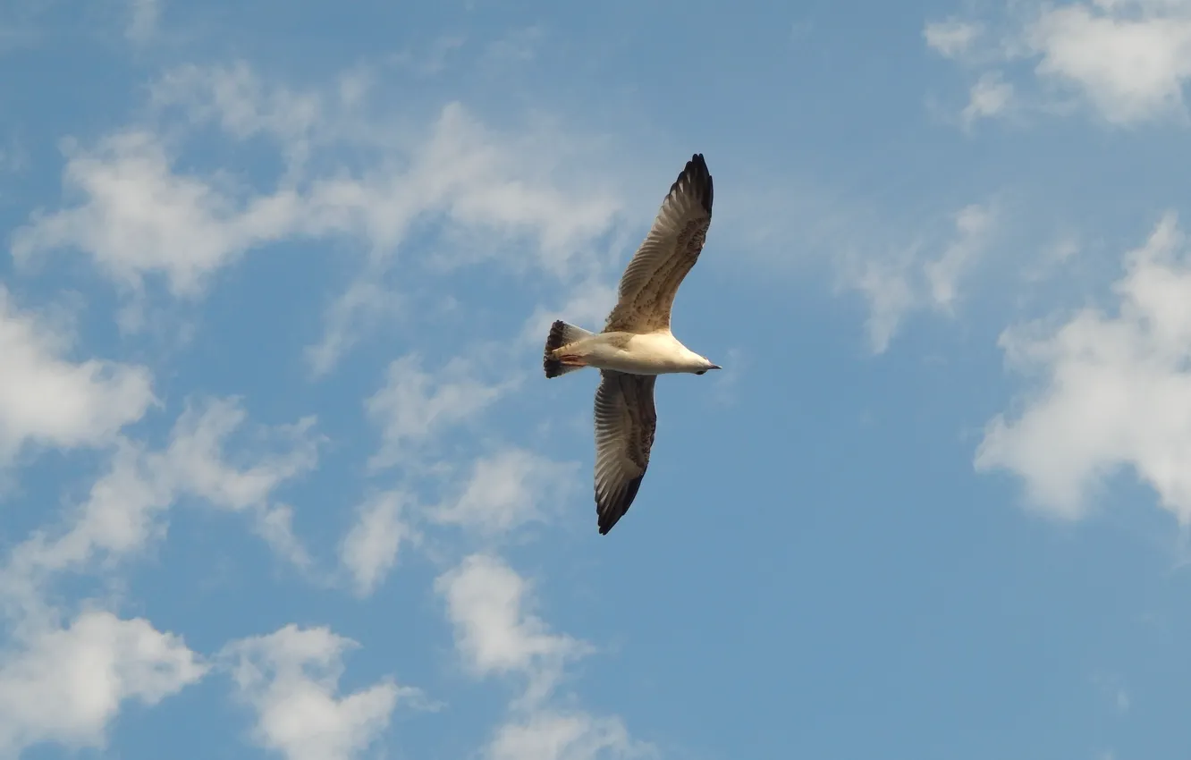 Photo wallpaper sky, bird, flight, gull