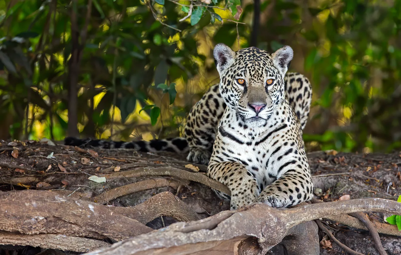 Photo wallpaper face, branches, roots, stay, foliage, lies, Jaguar, bokeh