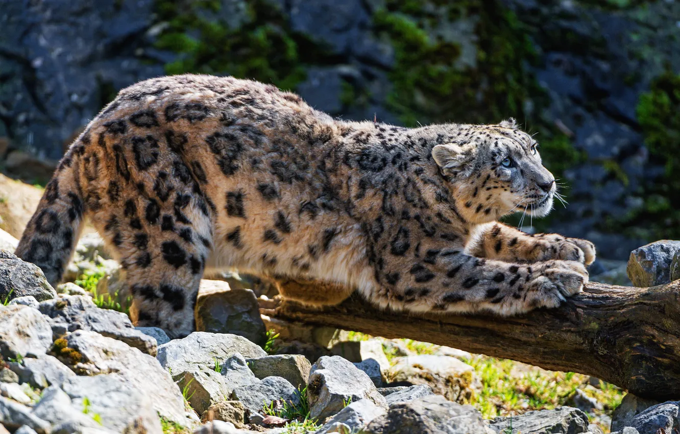 Photo wallpaper look, nature, pose, IRBIS, snow leopard, wild cat
