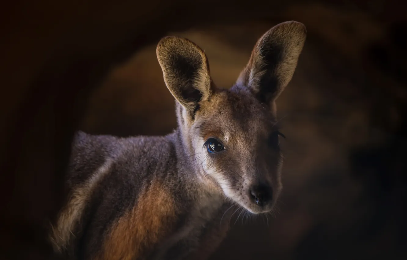 Photo wallpaper look, the dark background, portrait, kangaroo, face, cub, teen, Wallaby