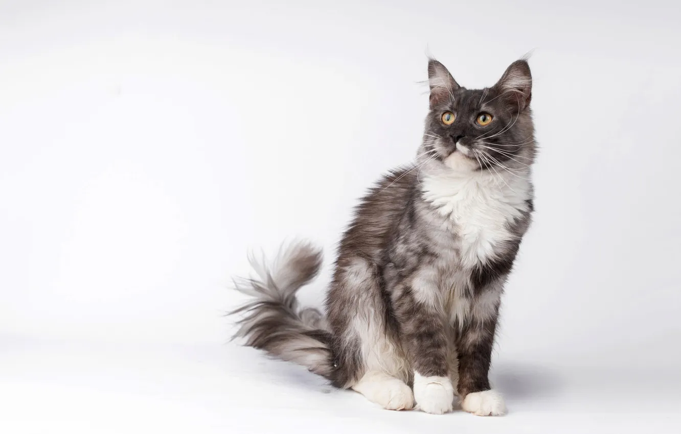 Photo wallpaper cat, cat, look, pose, sweetheart, kitty, face, light background