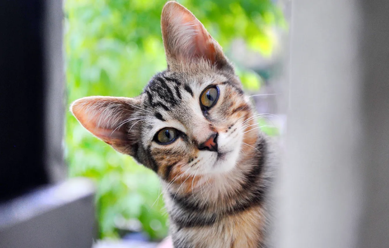 Photo wallpaper look, muzzle, kitty, ears, cat