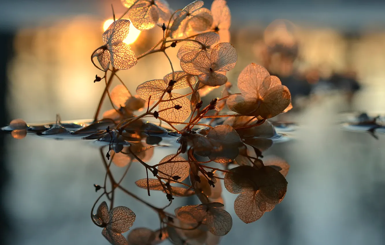 Photo wallpaper leaves, water, the sun, veins
