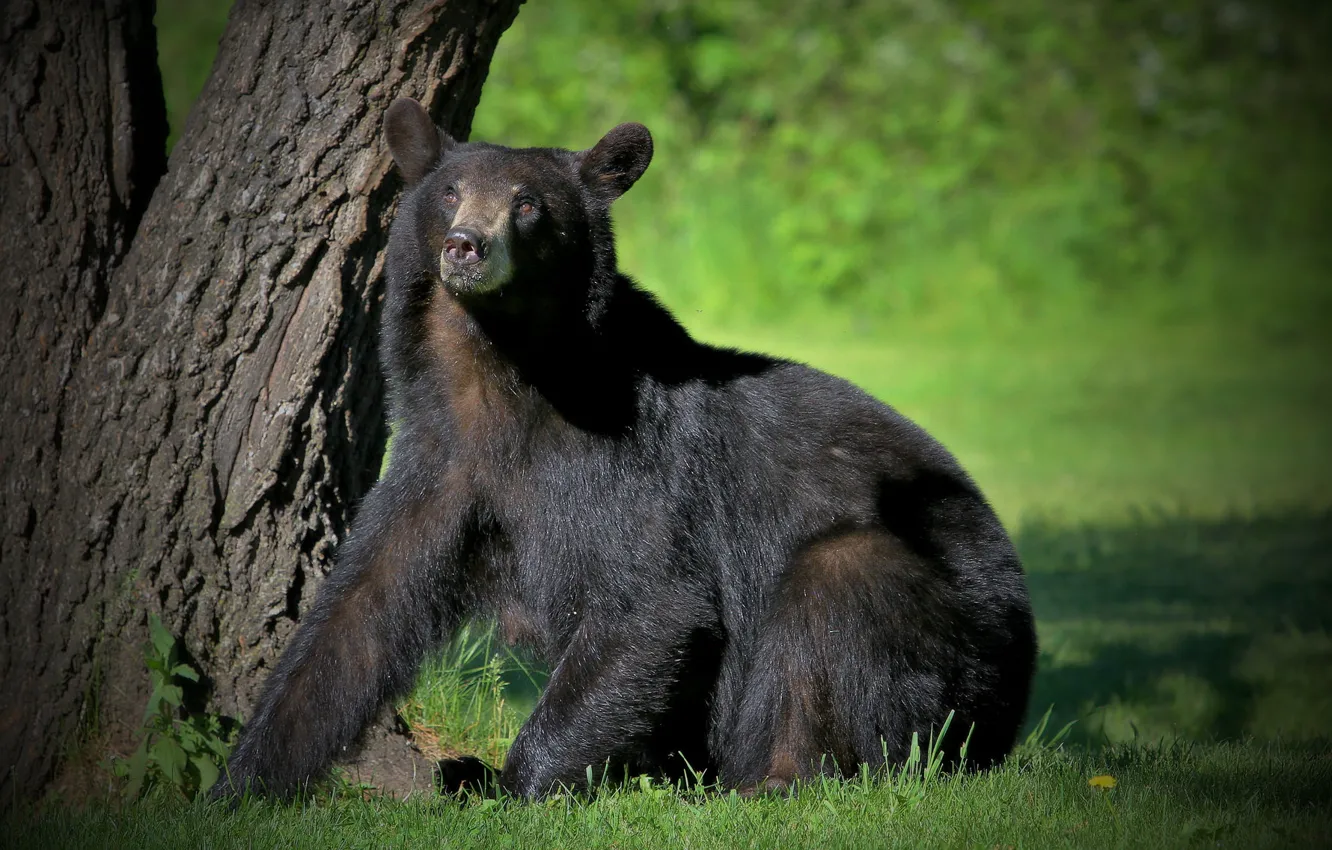 Photo wallpaper trees, nature, animal, bear, sitting