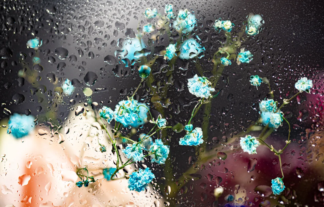 Photo wallpaper glass, flowers, rain, glass, rain, flowers, water drops, water drops