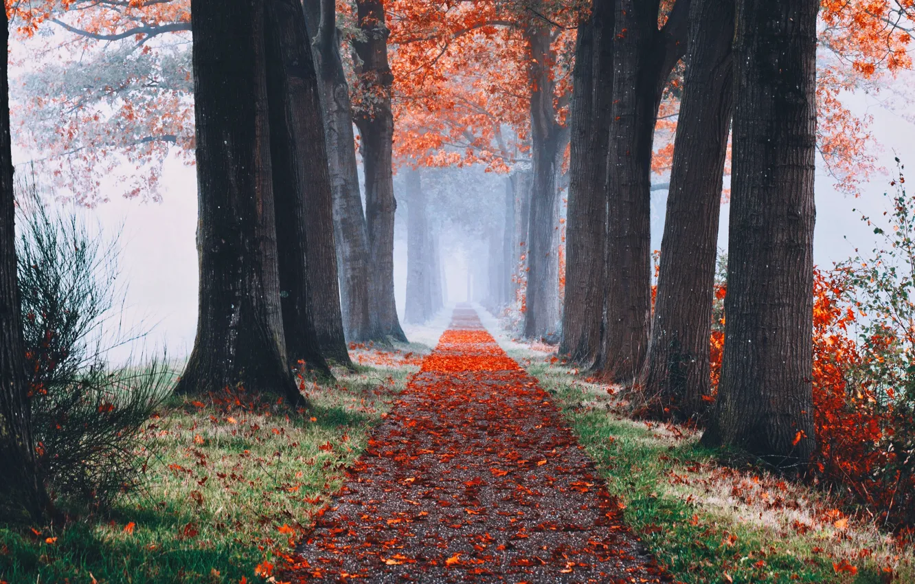 Photo wallpaper autumn, leaves, trees, fog, alley