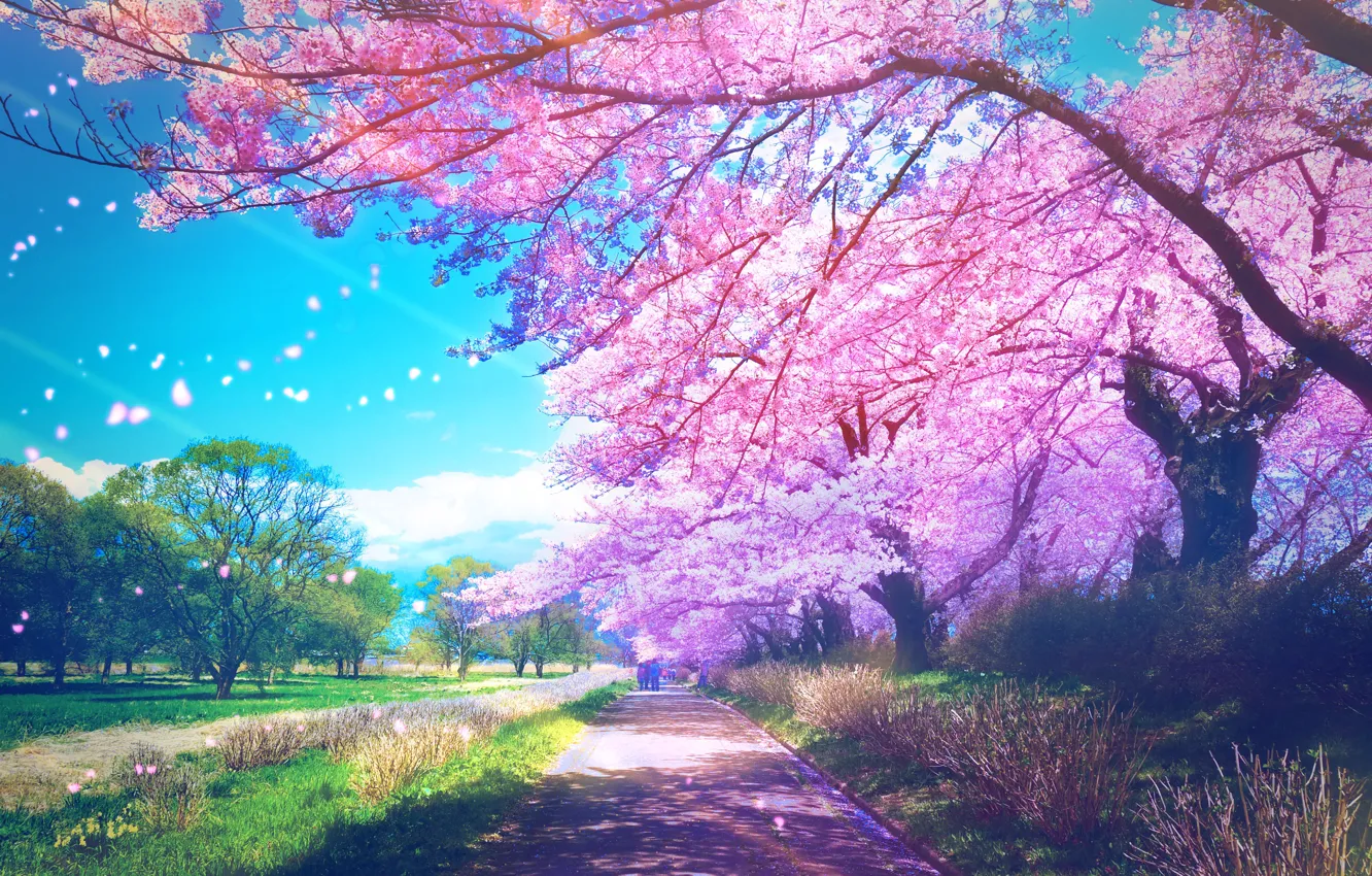 Photo wallpaper Park, people, spring, Sakura, flowering
