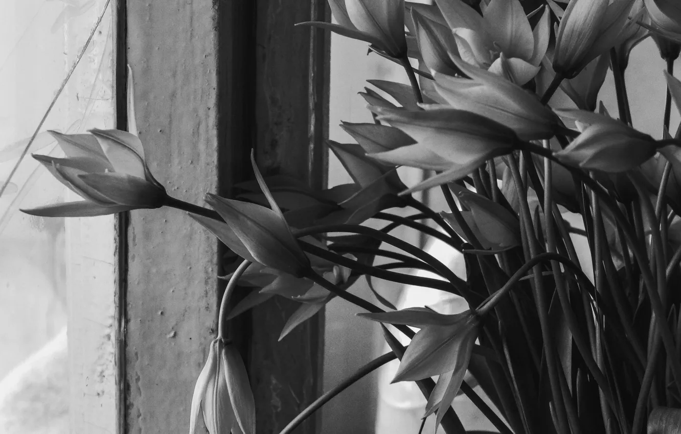 Photo wallpaper macro, window, snowdrops, Black and white
