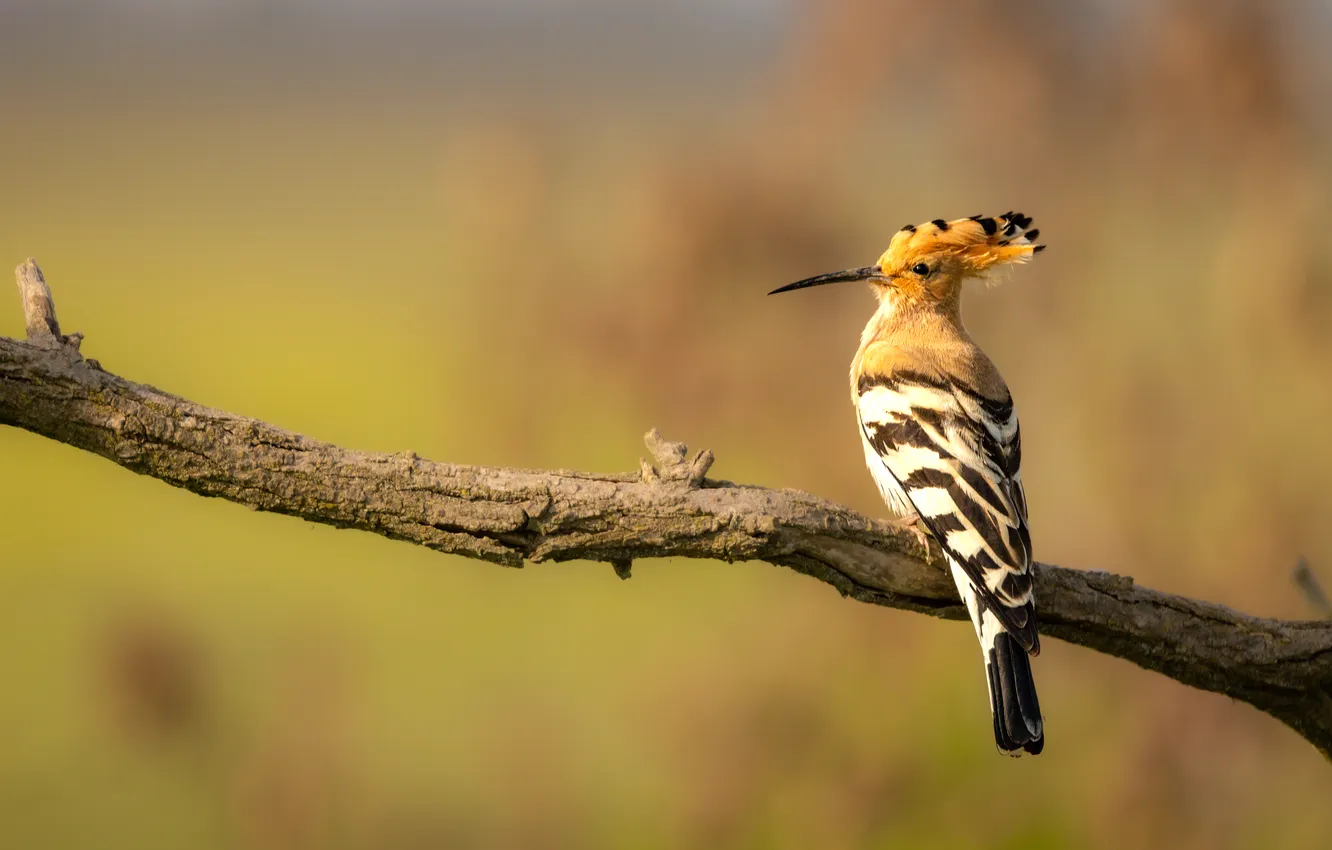 Photo wallpaper light, branches, background, bird, hoopoe, sitting on a branch
