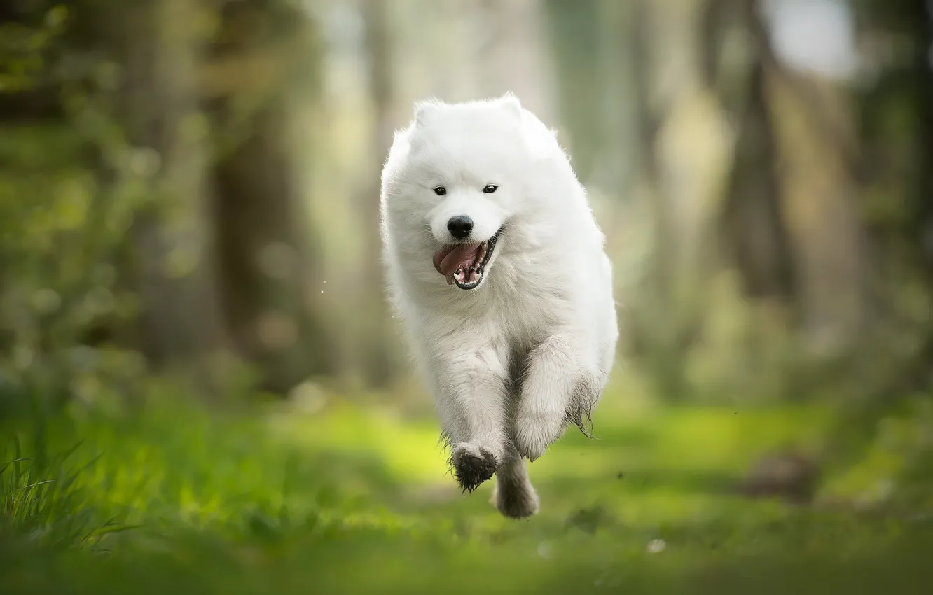 Photo wallpaper dog, running, walk, bokeh, Samoyed