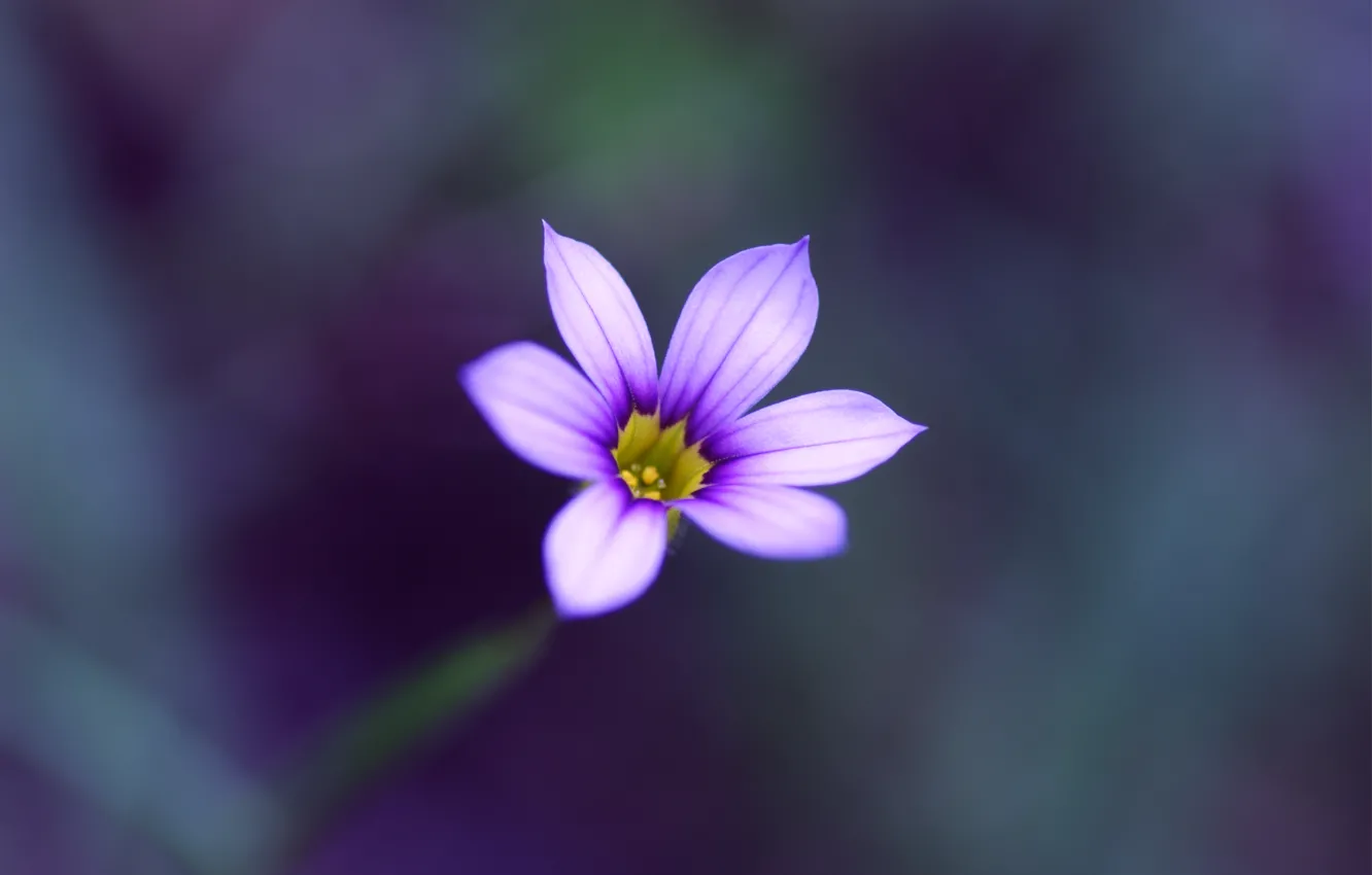 Photo wallpaper flower, macro, blur, Lilac