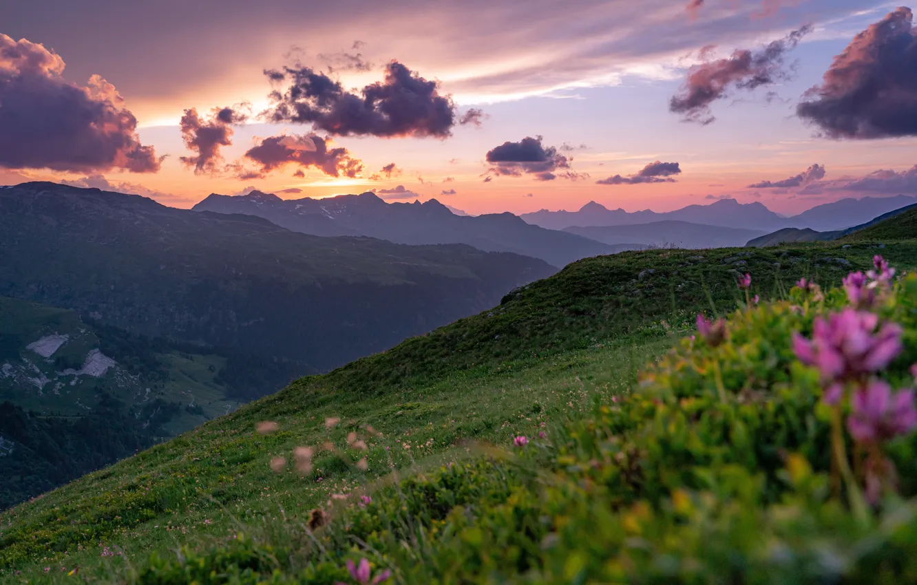 Photo wallpaper grass, twilight, sky, landscape, nature, Sunset, flowers, mountains
