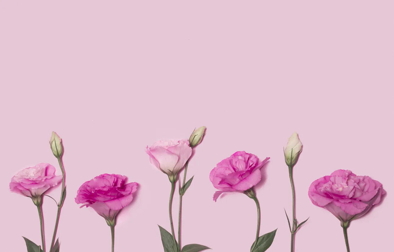 Photo wallpaper flowers, pink, pink background, pink, flowers, eustoma, eustoma