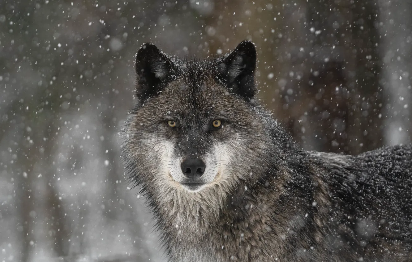 Photo wallpaper look, face, snow, wolf, predator, the orderly forest