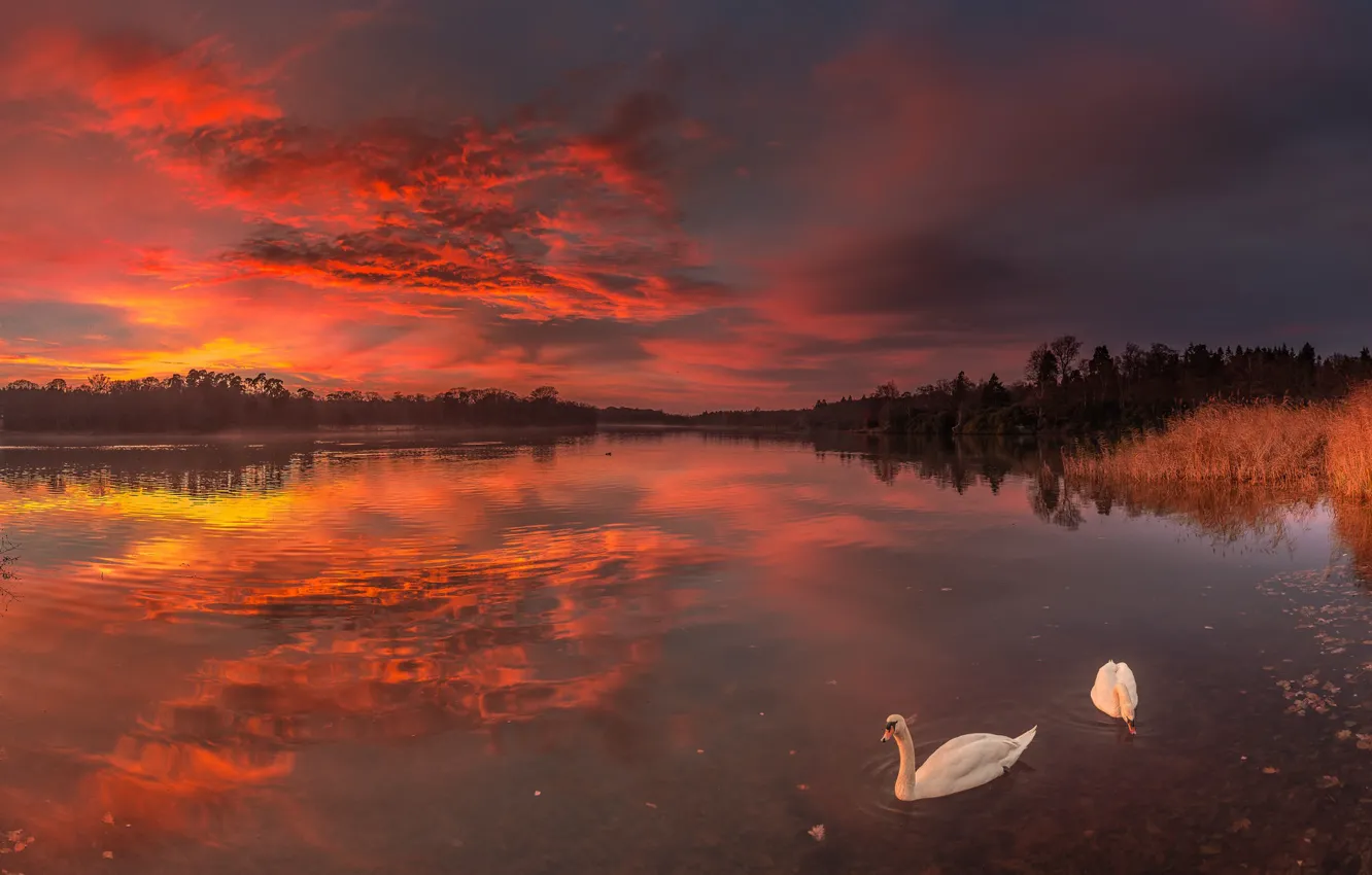 Photo wallpaper sunset, lake, swans