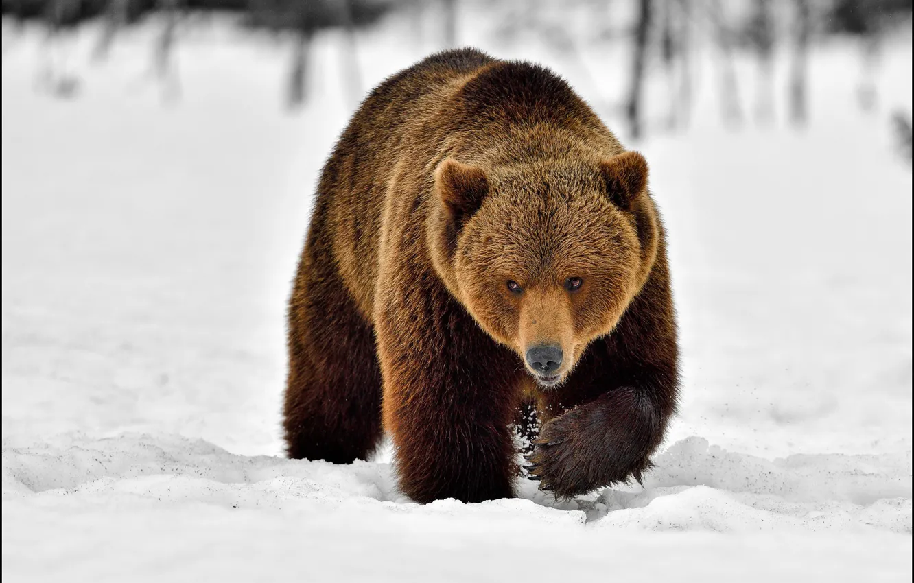 Photo wallpaper winter, look, face, snow, nature, paws, bear, bear