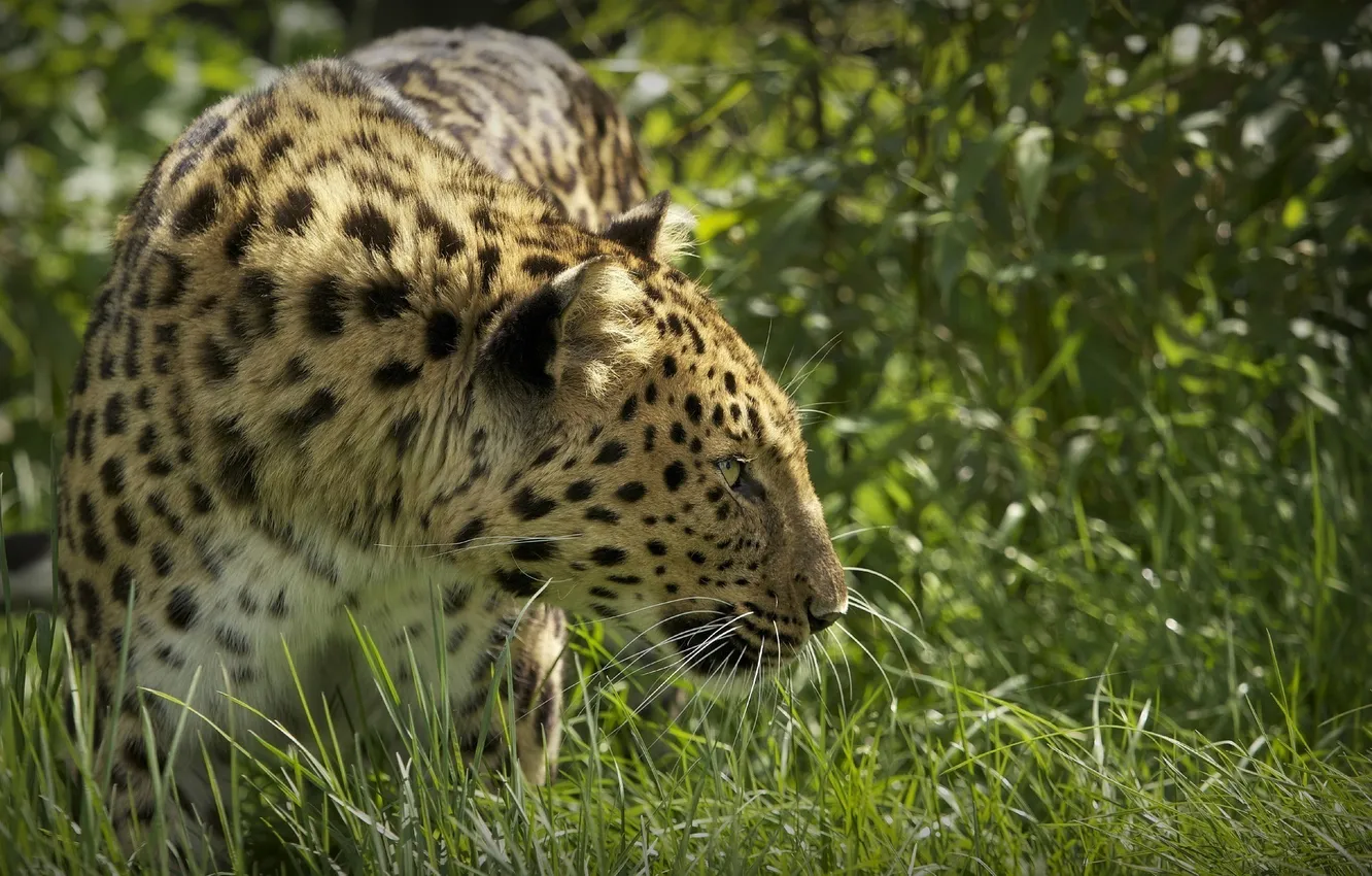 Photo wallpaper grass, face, predator, profile, wild cat, the Amur leopard, © Ania Jones