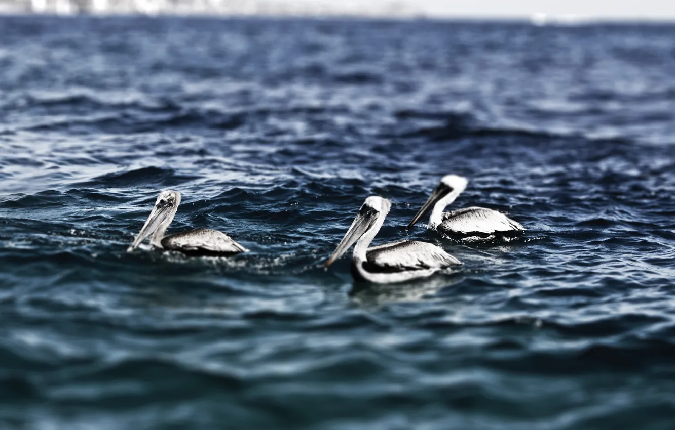 Photo wallpaper mexico, Pelicans, Cabo San Lucas