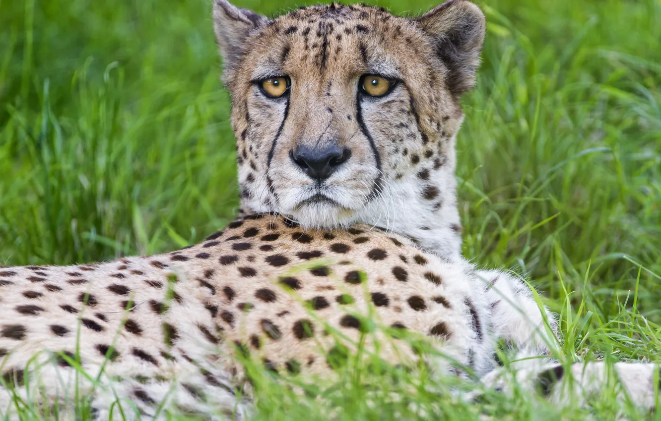Photo wallpaper cat, grass, look, Cheetah, ©Tambako The Jaguar