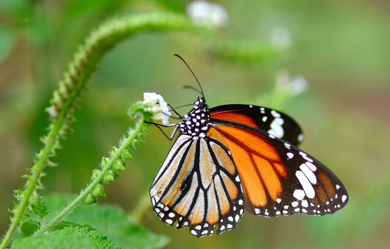 Photo wallpaper leaves, flowers, butterfly