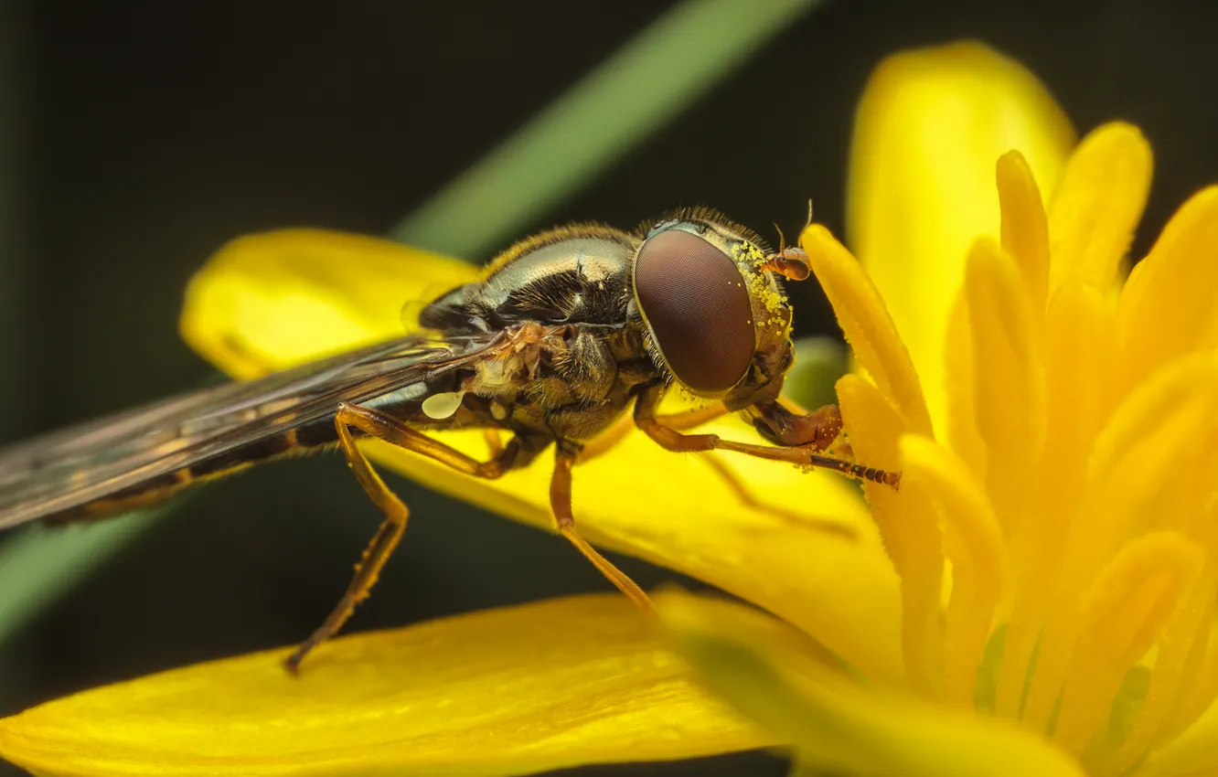 Photo wallpaper flowers, petals, insect, bokeh