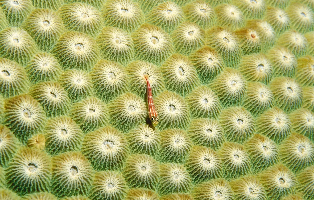 Photo wallpaper vegetation, the world, underwater, fry