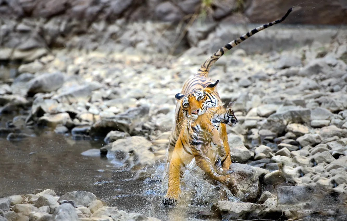 Photo wallpaper water, nature, tiger