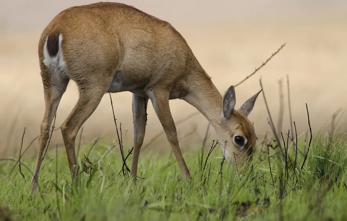 Photo wallpaper grass, food, DOE