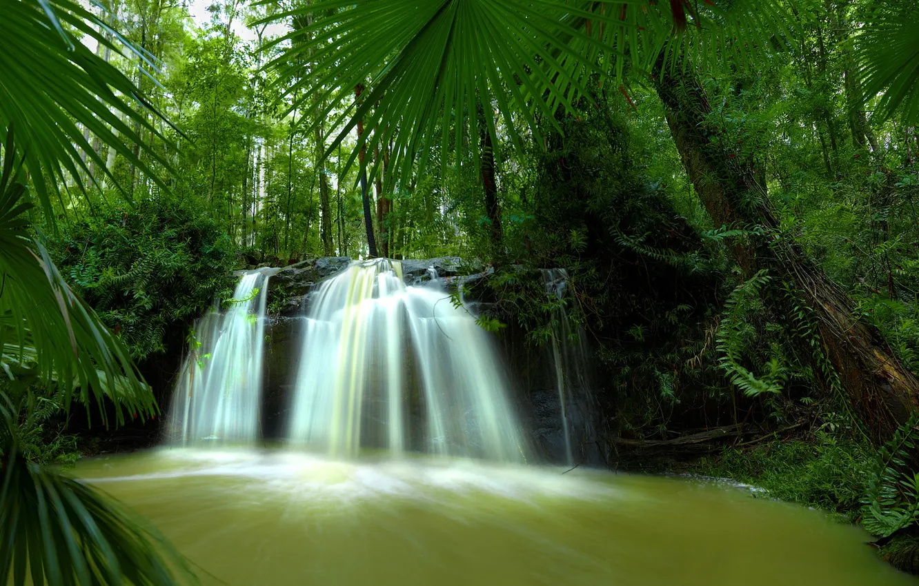 Photo wallpaper forest, river, waterfall, jungle