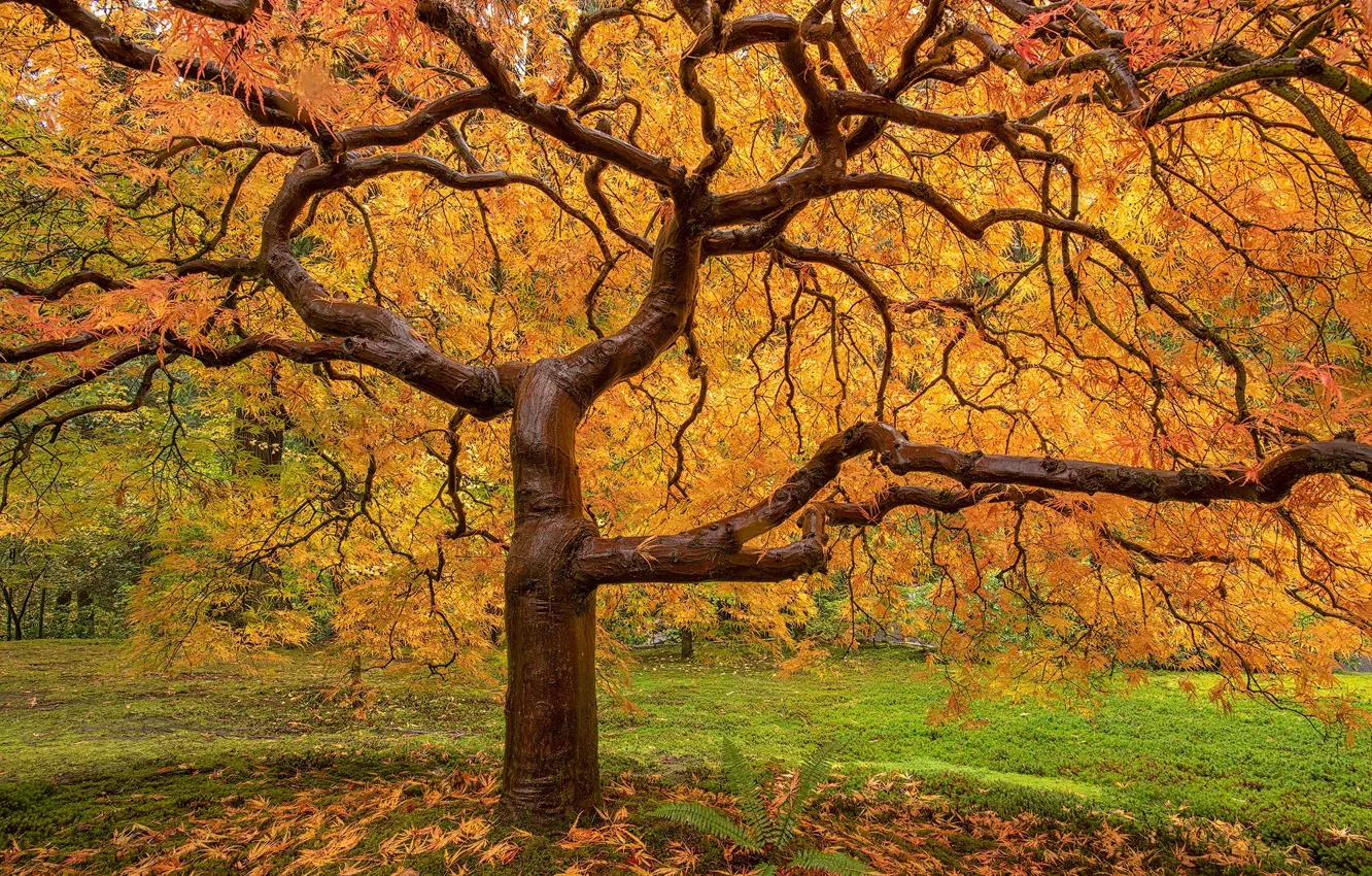 Photo wallpaper autumn, tree, yellow leaves, © JAY HUANG