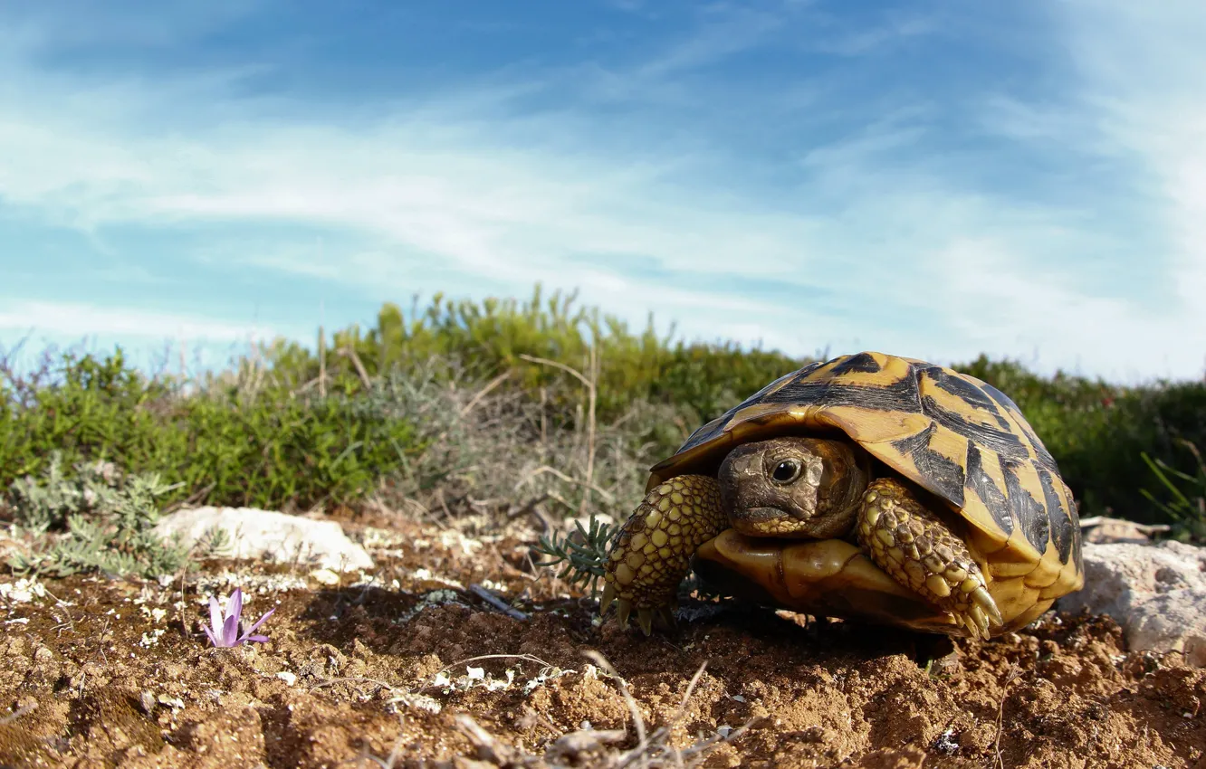Photo wallpaper the sky, grass, look, clouds, stones, blue, turtle, crocuses