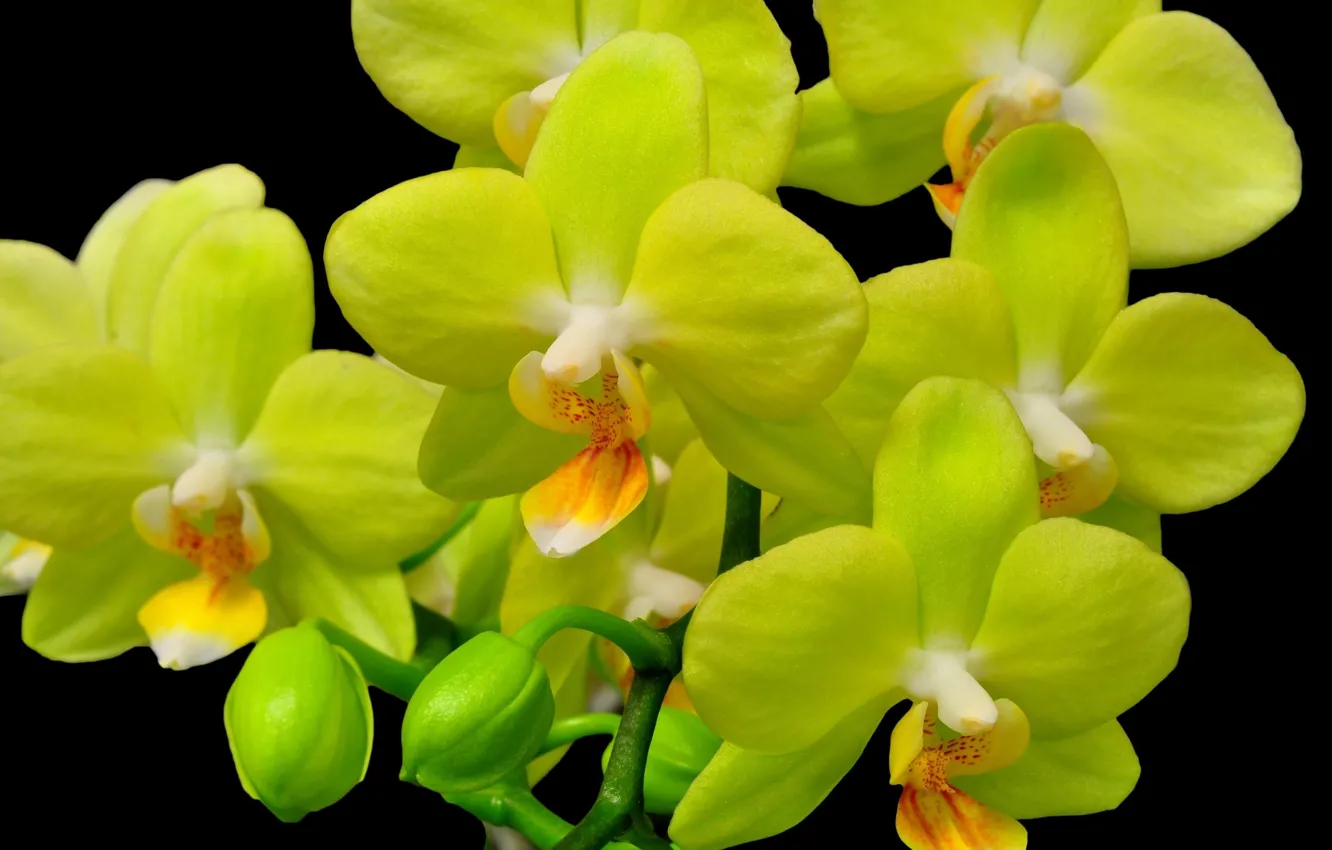 Photo wallpaper flowers, plant, Orchid