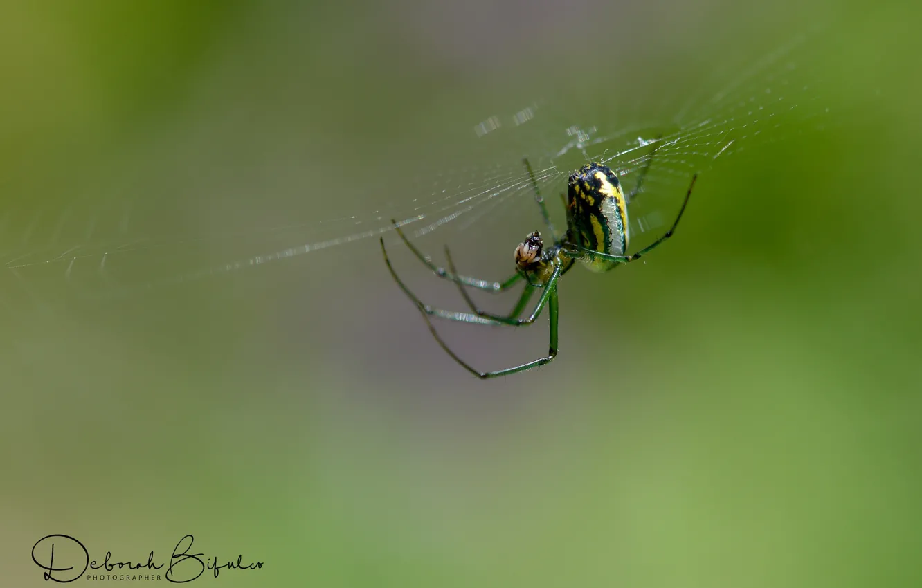Photo wallpaper macro, background, web, spider, insect