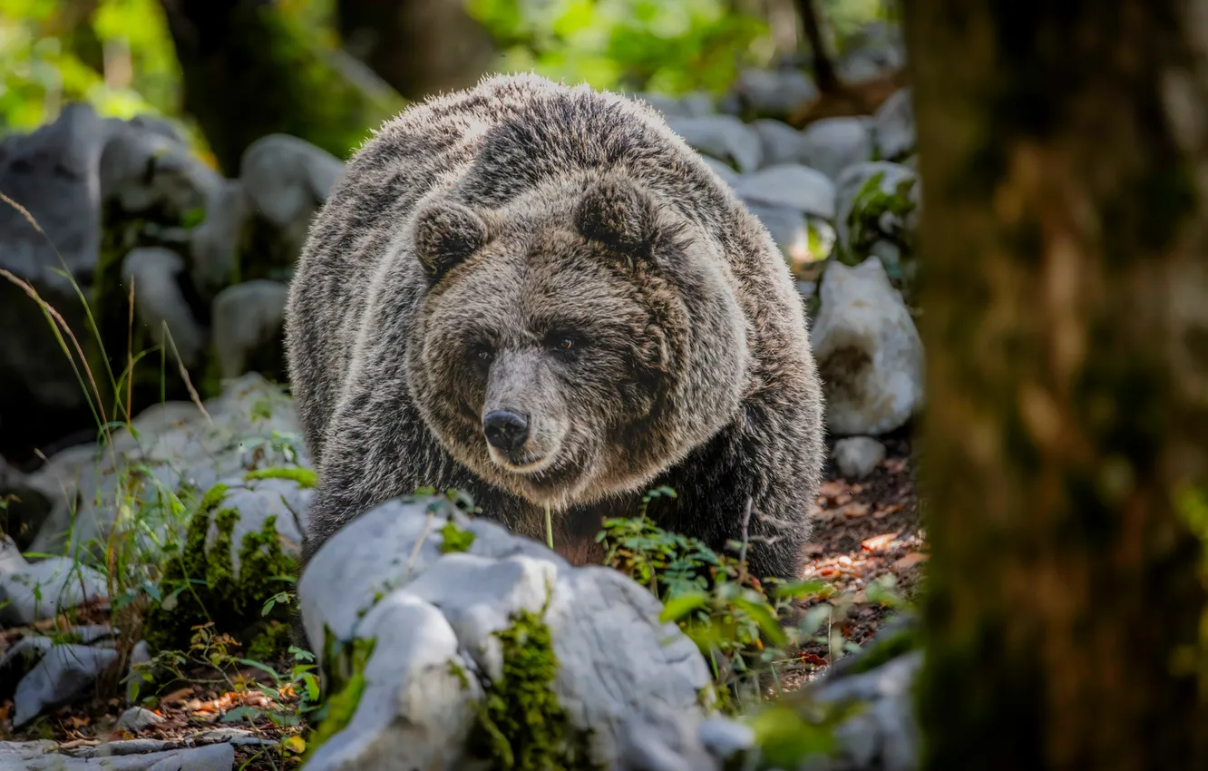 Photo wallpaper bear, bear, grizzly