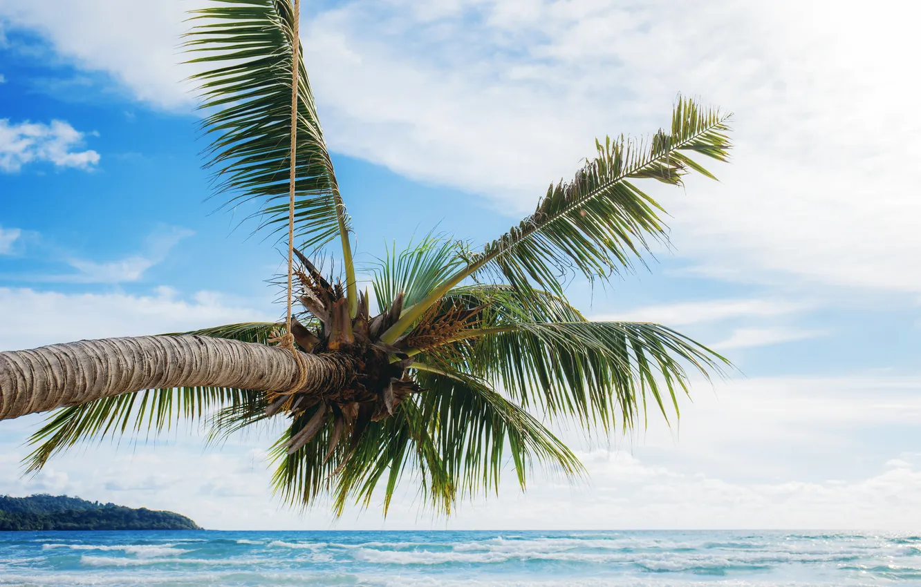 Photo wallpaper sea, beach, summer, the sky, palm trees, summer, beach, sea