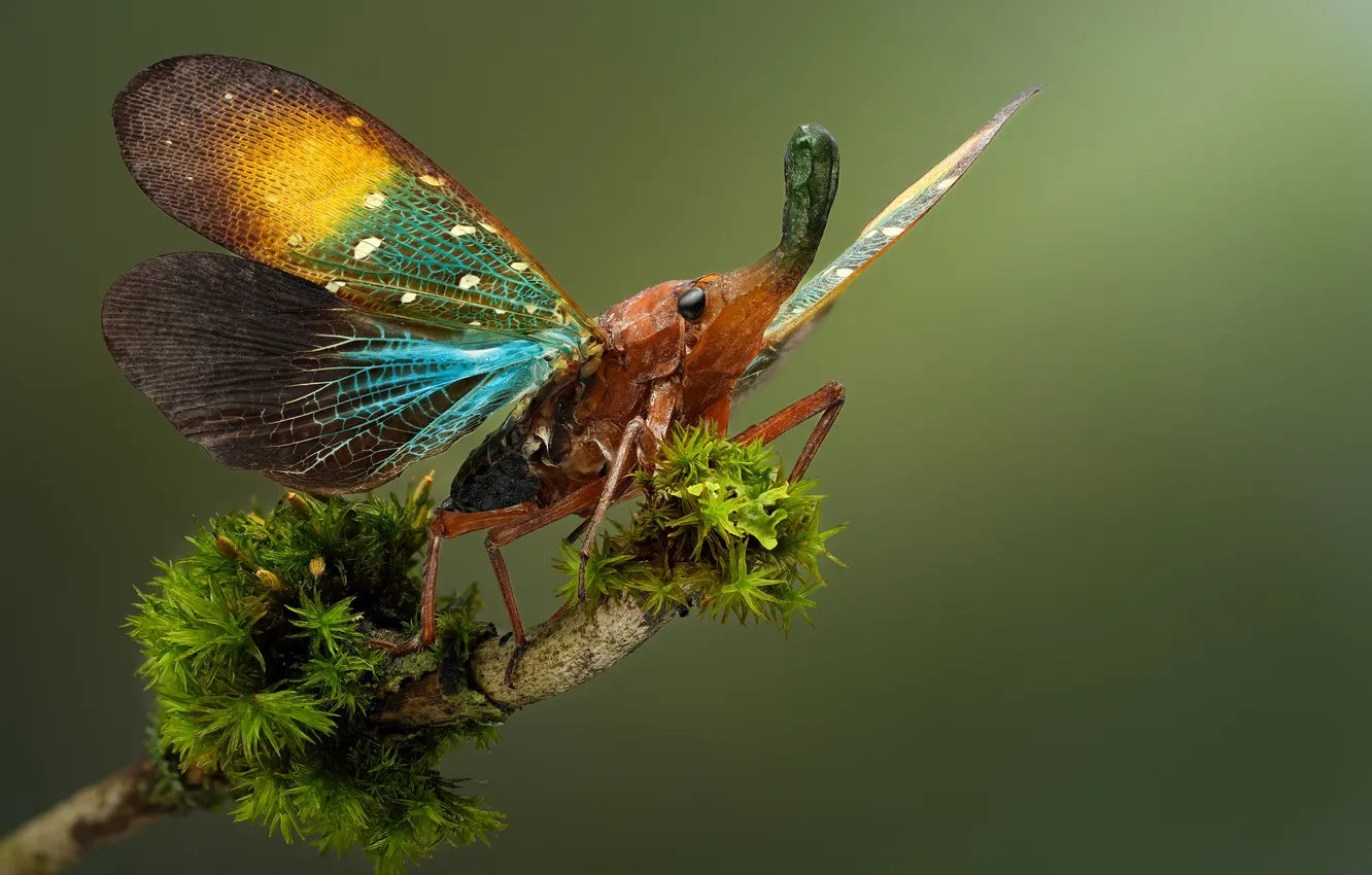 Photo wallpaper insect, closeup, pyrops gunjii