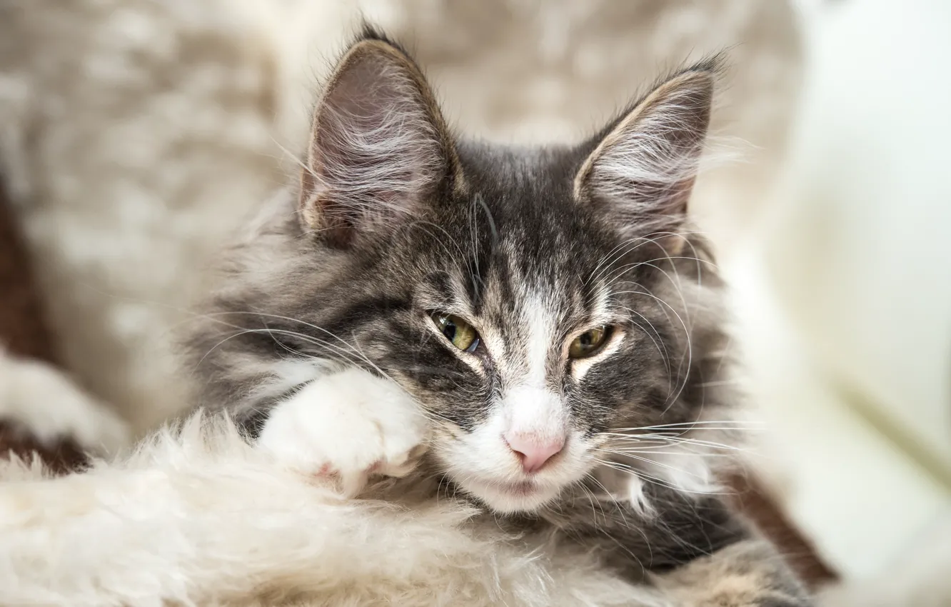 Photo wallpaper look, muzzle, ears, Norwegian forest cat, sly look