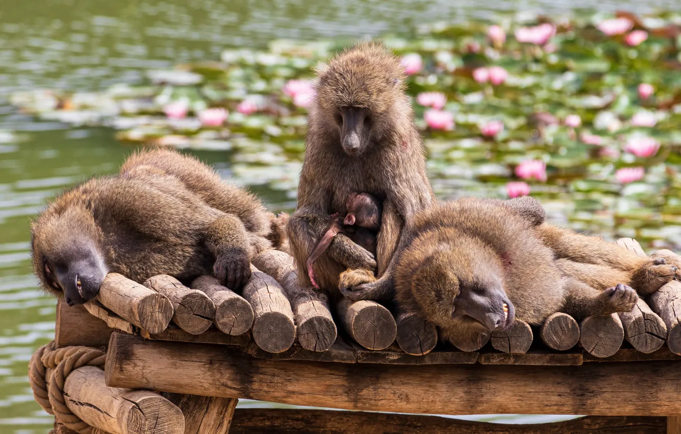 Photo wallpaper pose, stay, baby, monkey, water lilies, pond, the raft, family
