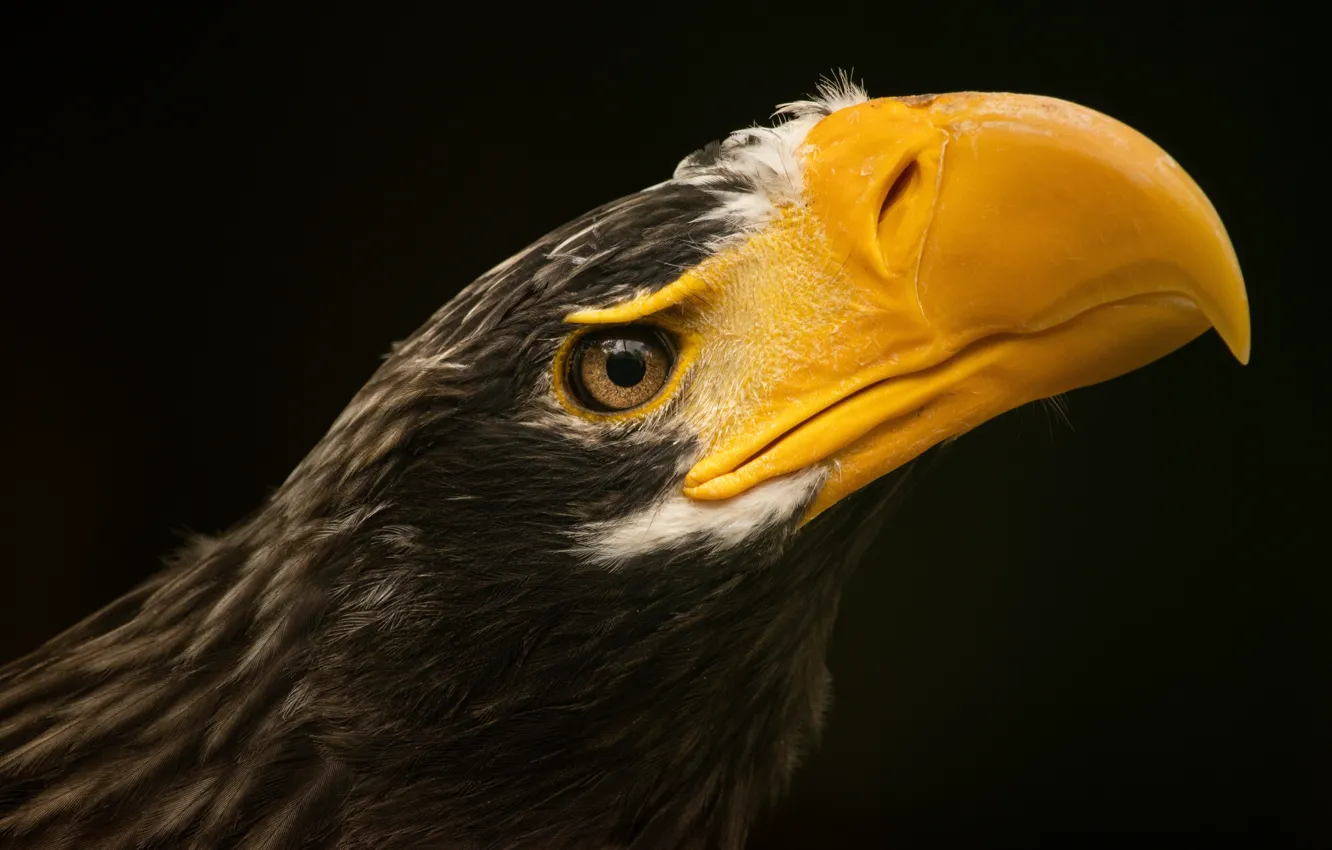 Photo wallpaper Steller's sea eagle, portrait, look, bird, eagle