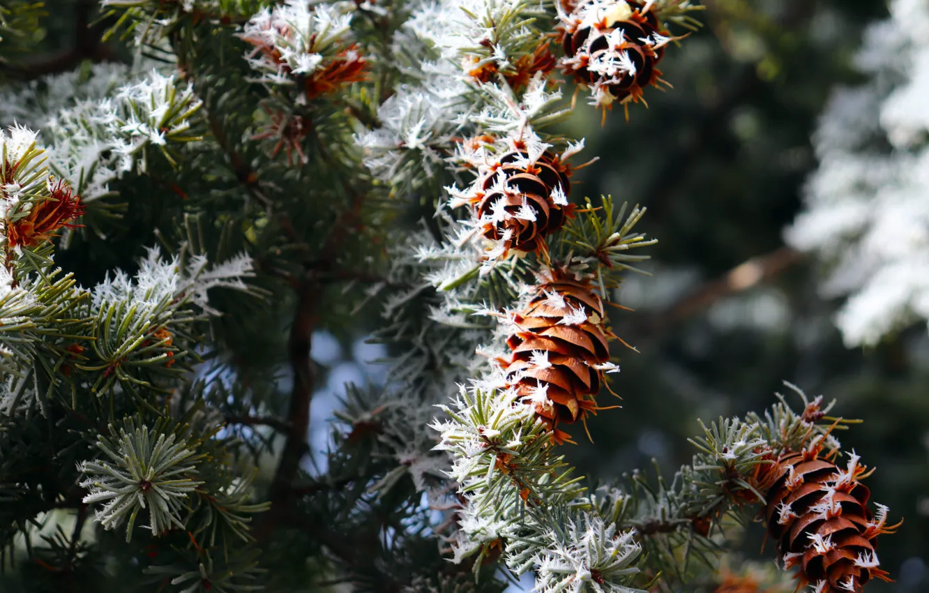 Photo wallpaper winter, frost, snow, trees, branches, nature, needles, bumps